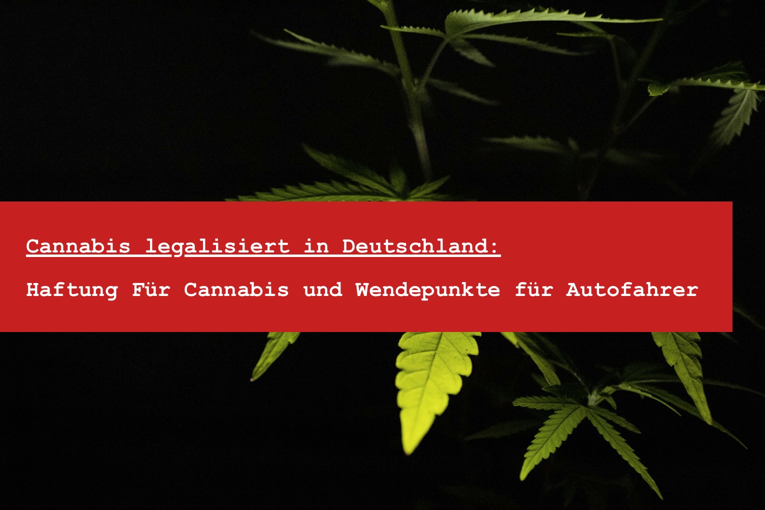 Cannabis legalisiert in Deutschland - THC Autokontrolle und Cannabiskonsum Menge